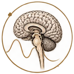 Regulate — brain and brainstem